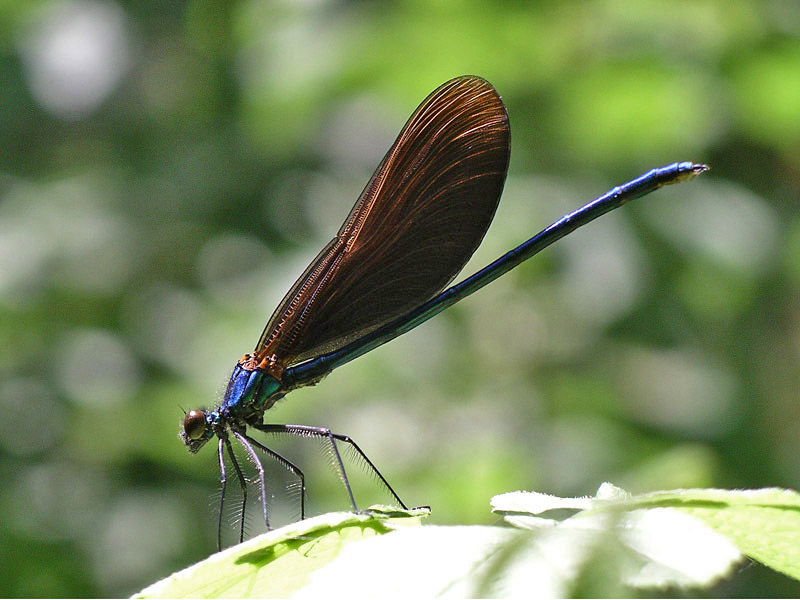 Tutte Calopteryx virgo